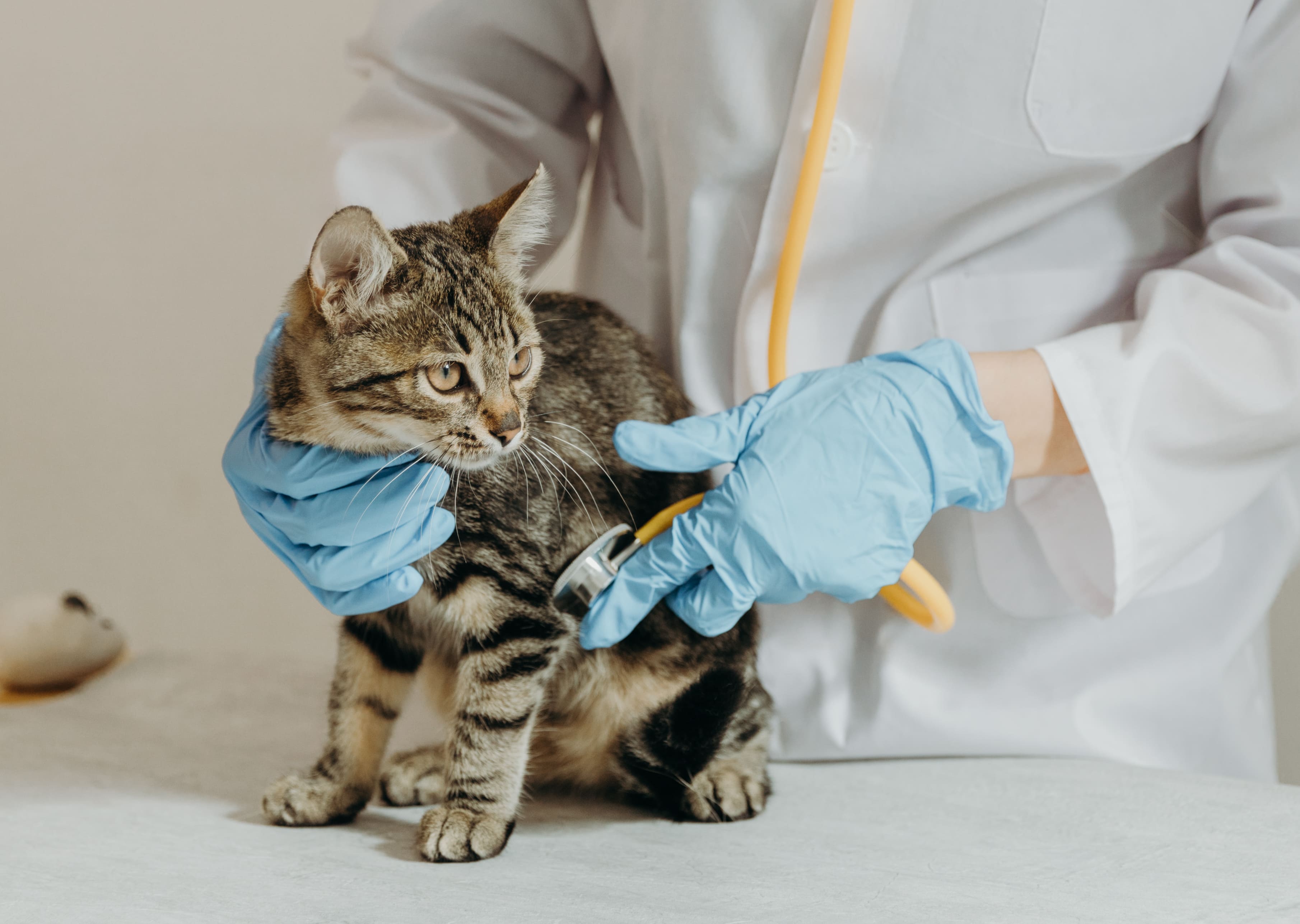 Veterinario auscultando